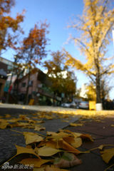 组图：玩转韩国首尔之现实版的“秋天童话”