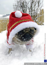 组图：小动物穿圣诞装迎节日 看谁最像圣诞老人