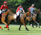 组图：哈里王子办慈善马球赛 与查理兹-塞隆热聊 