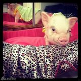 组图：超萌小猪走红网络 百变造型进军时尚界