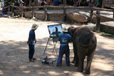 泰国行：清迈欣赏大象画画 参观金色双龙寺