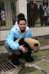 幻灯图：徐若瑄四川再认大熊猫 百万善款捐抵玉树