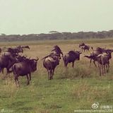 组图：刘嘉玲游非洲 野生动物园内不惧猛兽