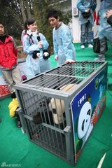 高清图：黄晓明送熊猫儿女去世博 做称职奶爸