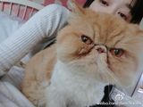 组图：陈乔恩搂猫咪晒床照 摆姿势卖萌撩人