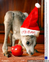 组图：小动物穿圣诞装迎节日 看谁最像圣诞老人
