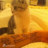 组图：泰勒-斯威夫特爱猫家居照曝光 小家伙萌样可爱