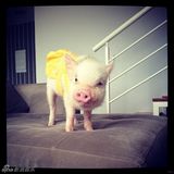 组图：超萌小猪走红网络 百变造型进军时尚界