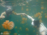 组图：田亮携爱妻海中与水母共舞 大秀恩爱