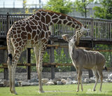组图：动物园工人癌症病危 长颈鹿不舍亲吻告别
