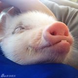 组图：超萌小猪走红网络 百变造型进军时尚界