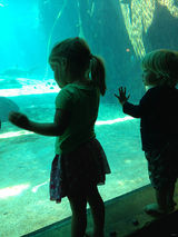 管虎梁静观看非洲最大的海底世界