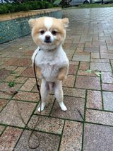 组图：颤抖吧人类！狗狗直立行走狂拽酷炫