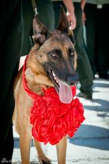 组图：《神犬奇兵》发圣诞海报  军犬萌化人心