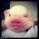 组图：超萌小猪走红网络 百变造型进军时尚界