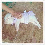 组图：超萌小猪走红网络 百变造型进军时尚界