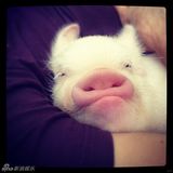 组图：超萌小猪走红网络 百变造型进军时尚界