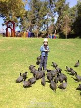 组图：Kimi公园游玩喂鸭子 善良阳光惹人爱