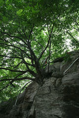 聚集美丽山东--枣庄峄城榴园青榴令人惊叹