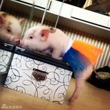 组图：超萌小猪走红网络 百变造型进军时尚界