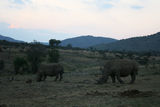 组图：梁静管虎喂大象赏夕阳 三只犀牛踱步而来