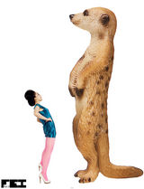 高清组图：王菲菲《当动物变成模型和雕塑之后》