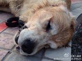 组图：喷泉漏电小伙为救爱犬不幸触电身亡