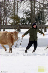 组图：暮光男帕丁森冰天雪地拍戏 牵牛狂奔