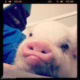 组图：超萌小猪走红网络 百变造型进军时尚界