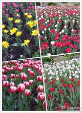 组图：Hebe晒赏花照 笑容灿烂获赞人比花美