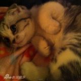 组图：泰勒-斯威夫特爱猫家居照曝光 小家伙萌样可爱