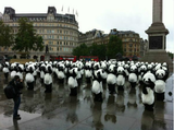组图：108人扮熊猫伦敦广场表演太极