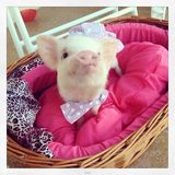 组图：超萌小猪走红网络 百变造型进军时尚界