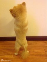 组图：颤抖吧人类！狗狗直立行走狂拽酷炫