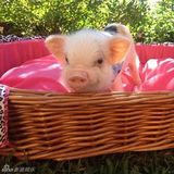 组图：超萌小猪走红网络 百变造型进军时尚界