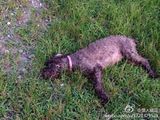 组图：喷泉漏电小伙为救爱犬不幸触电身亡