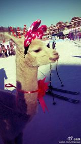 组图：赵薇全家外出玩雪 小四月墨镜红帽可爱