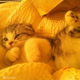 组图：泰勒-斯威夫特爱猫家居照曝光 小家伙萌样可爱