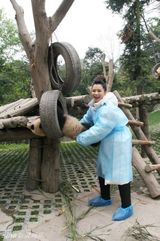 幻灯图：徐若瑄四川再认大熊猫 百万善款捐抵玉树