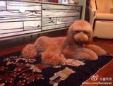 组图：霍思燕杜江秀爱犬合照 爱心满溢