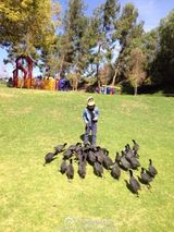 组图：Kimi公园游玩喂鸭子 善良阳光惹人爱