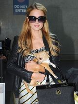 组图：希尔顿抱爱犬抵天使城 机场耐心为人签名