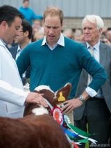 组图：威廉与老鹰互动显淡定 新晋奶爸日渐秃顶