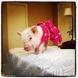 组图：超萌小猪走红网络 百变造型进军时尚界