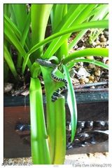 组图：《走出国门》转战柬埔寨 潘粤明险遇毒蛇侵扰