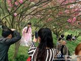 组图：樱花萝莉汉服萌照走红 衣袂飘飘娇憨可爱