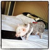 组图：超萌小猪走红网络 百变造型进军时尚界