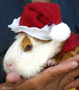 组图：小动物穿圣诞装迎节日 看谁最像圣诞老人