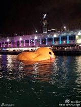 组图：香港大黄鸭漏气无奈卧倒趴水中