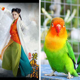 组图：明星遭恶搞 郑嘉颖成沙僧皮特变史莱克